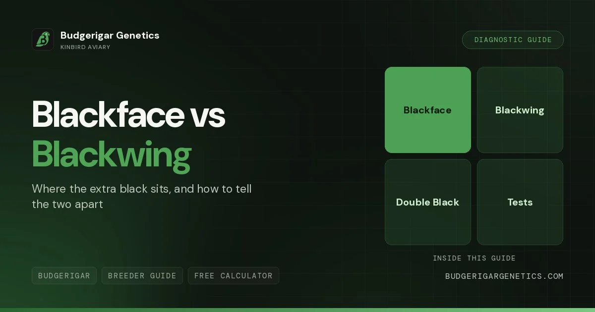 Blackface vs Blackwing Budgerigar, Complete Diagnostic Guide