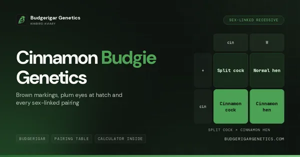 Cinnamon Budgerigar Mutation
