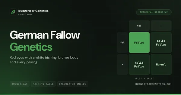 German Fallow, Bronze Body Red Eyes Guide