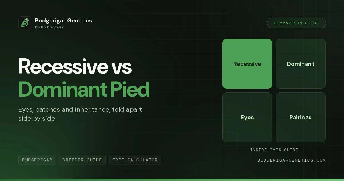 Recessive Pied vs Dominant Pied Budgerigar, Complete Comparison Guide