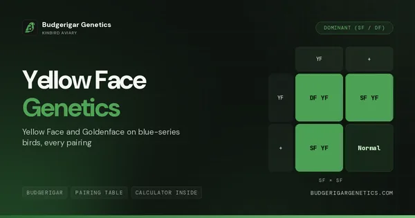 Yellow Face & Goldenface Mutation